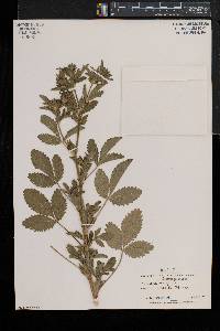 Potentilla norvegica subsp. monspeliensis image