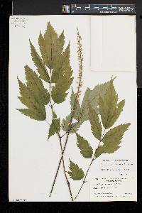 Actaea racemosa image