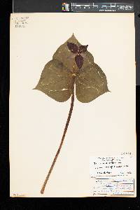 Trillium erectum image