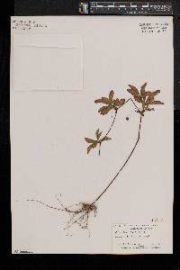 Potentilla simplex var. simplex image