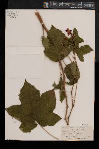 Rubus odoratus image