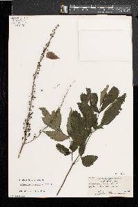 Actaea racemosa image