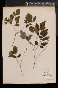 Actaea alba image