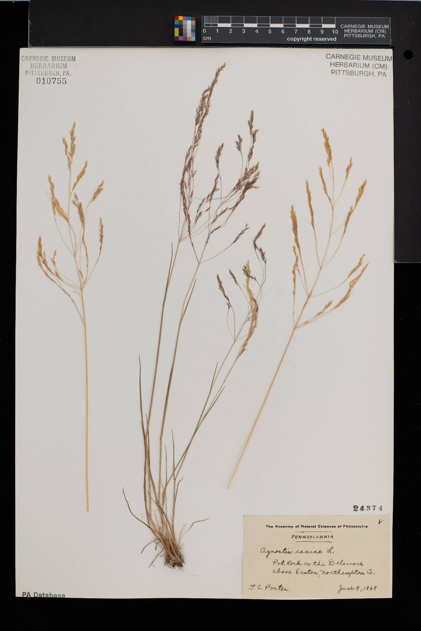 Agrostis canina image