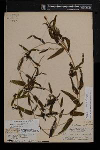 Potamogeton richardsonii image