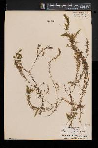 Elodea nuttallii image