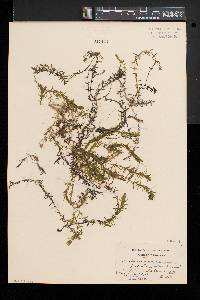 Elodea nuttallii image