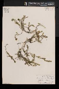 Elodea nuttallii image