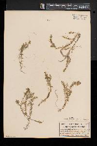 Elodea nuttallii image