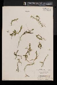 Elodea nuttallii image