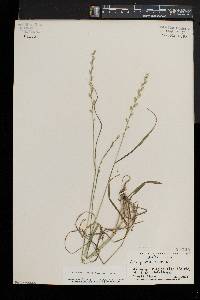 Lolium perenne subsp. multiflorum image