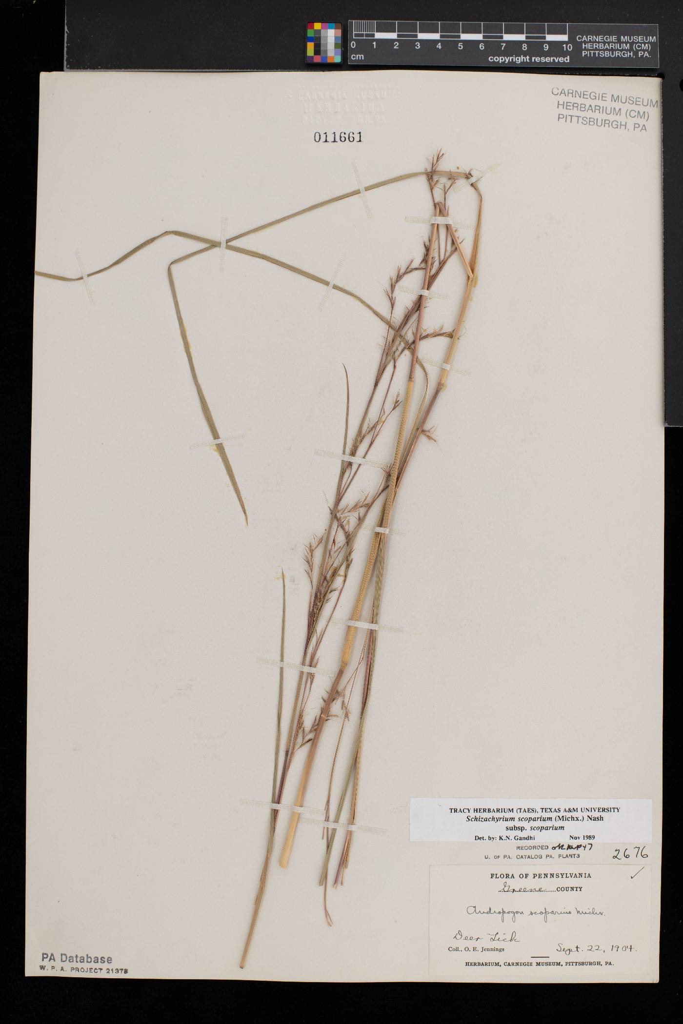 Schizachyrium scoparium var. scoparium image