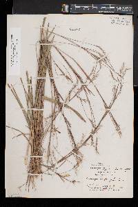 Schizachyrium scoparium var. scoparium image