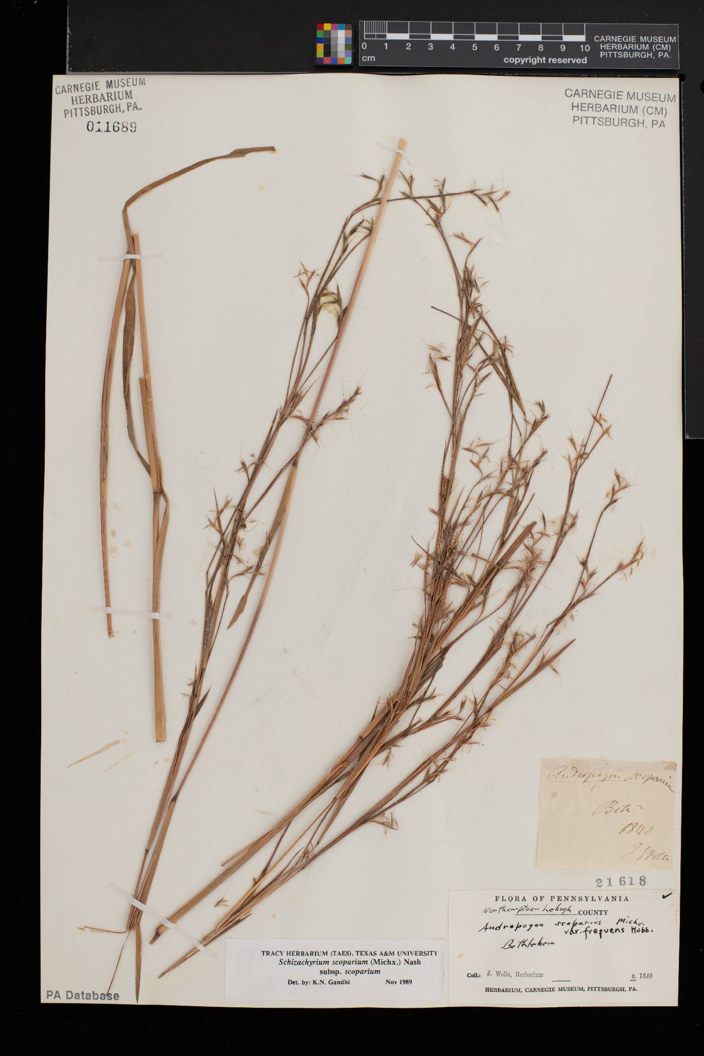 Schizachyrium scoparium var. scoparium image