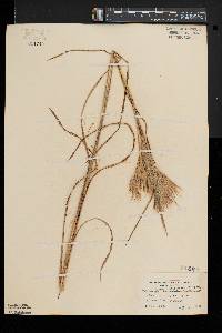 Andropogon glomeratus image