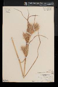 Andropogon glomeratus image