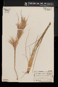 Andropogon glomeratus image