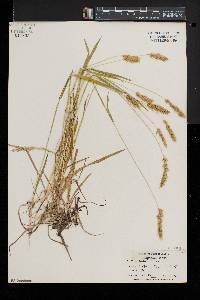 Anthoxanthum odoratum image