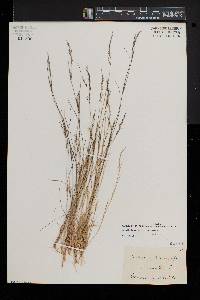 Aristida dichotoma image