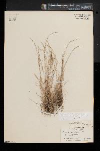 Aristida dichotoma image