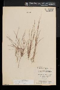 Aristida dichotoma image