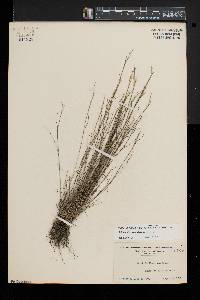 Aristida dichotoma image