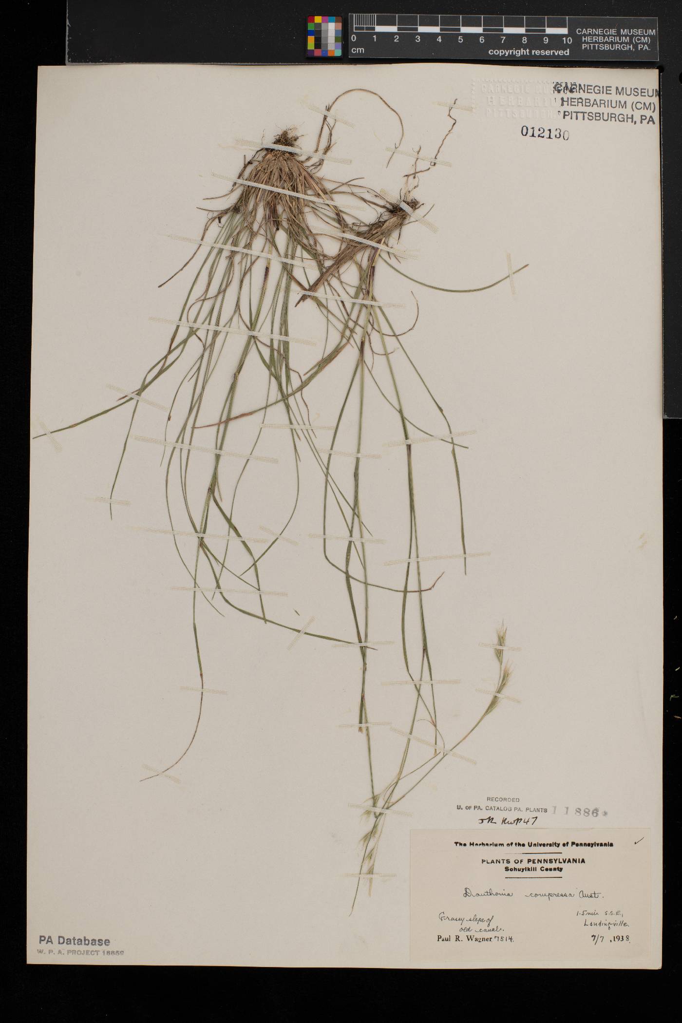 Danthonia compressa image