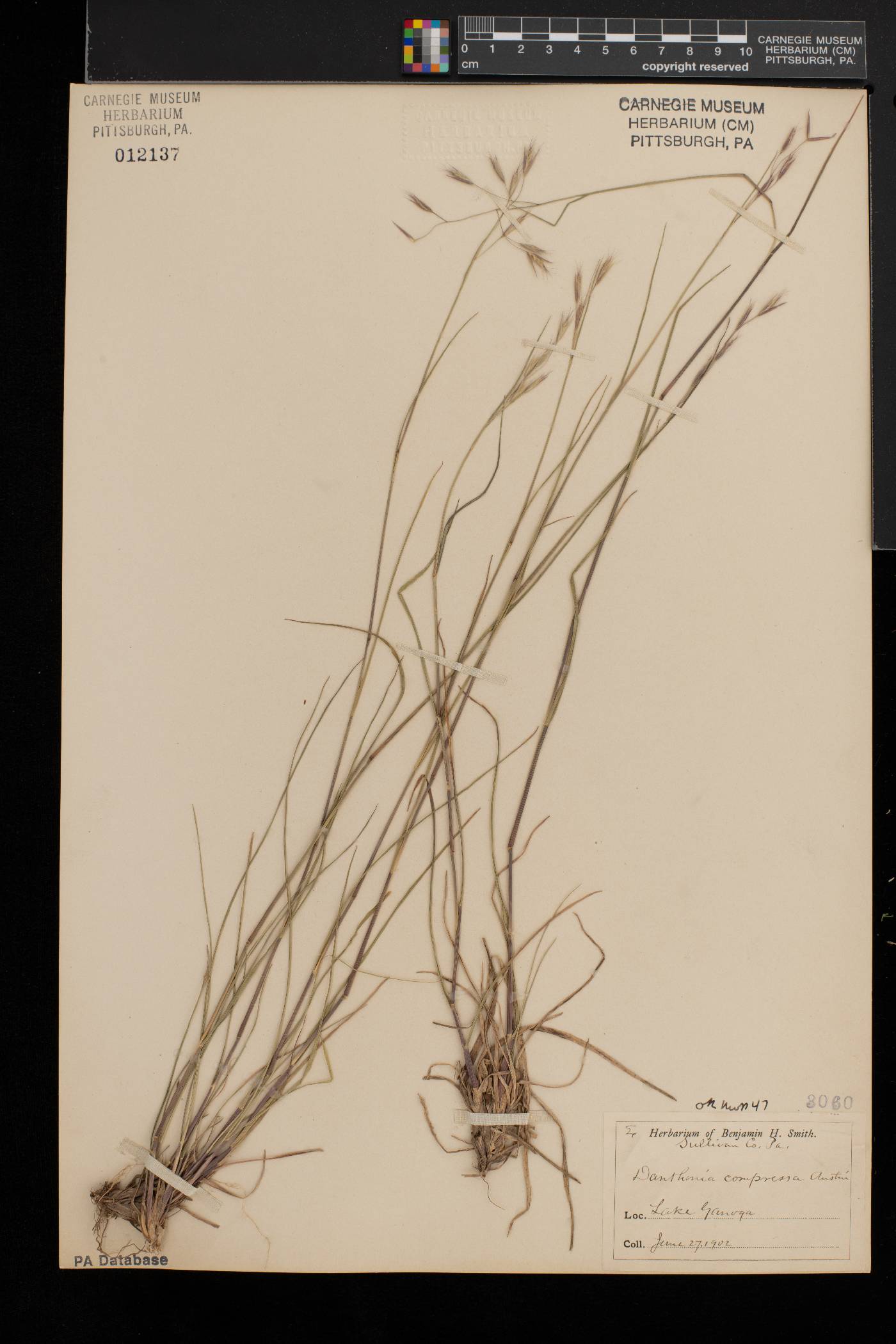 Danthonia compressa image