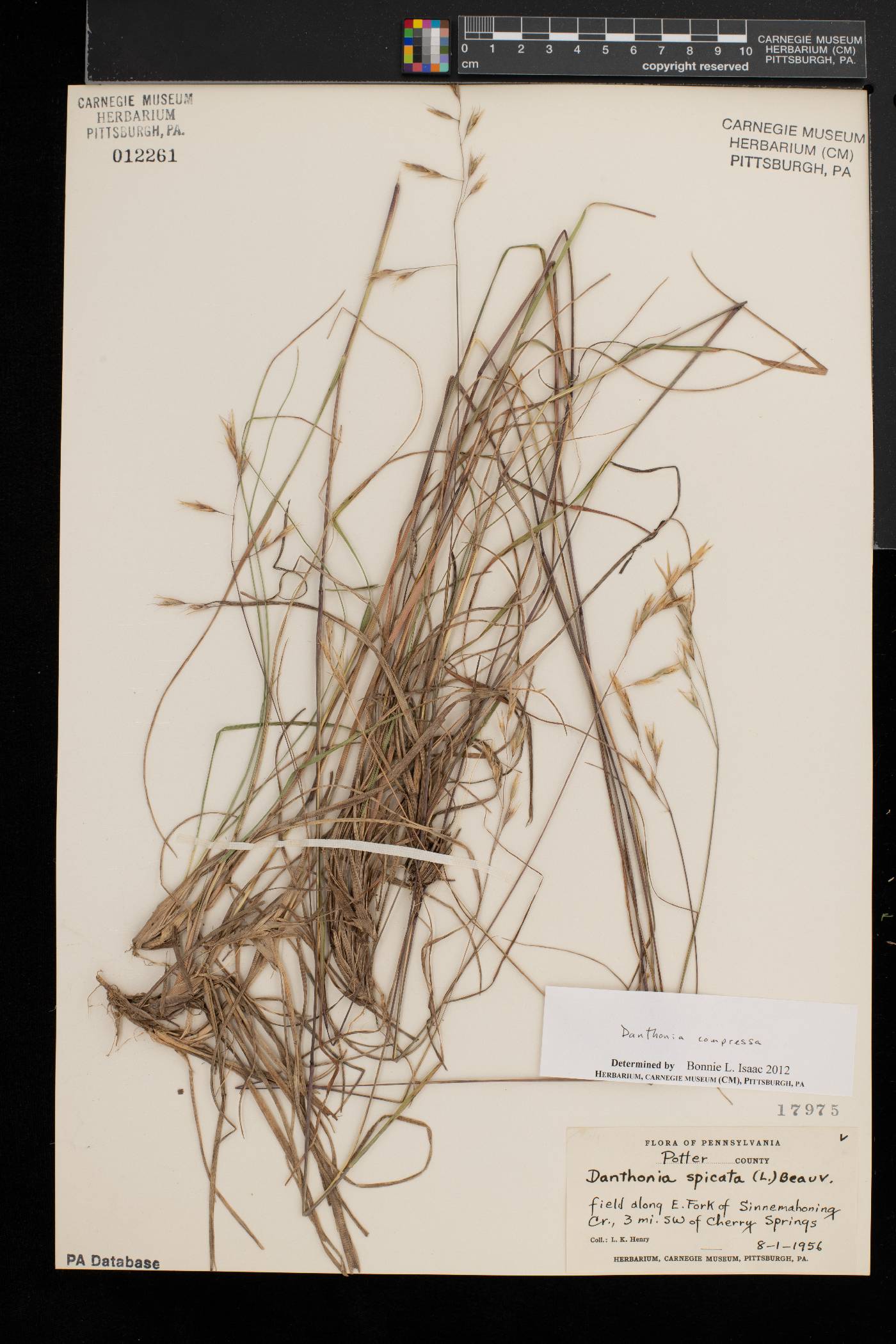 Danthonia compressa image