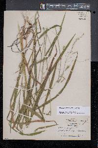 Bromus pubescens image