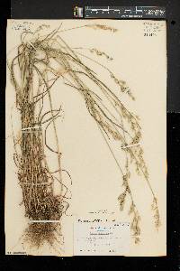 Bromus commutatus image