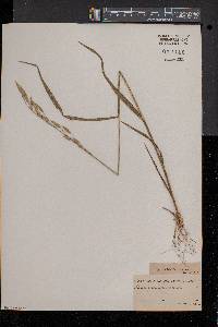 Bromus secalinus image