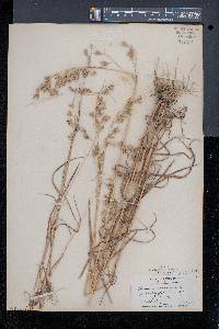 Bromus secalinus image