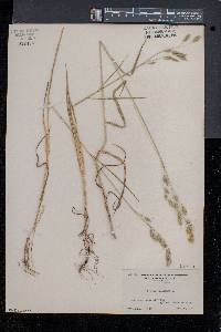 Bromus secalinus image