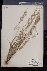 Bromus secalinus image