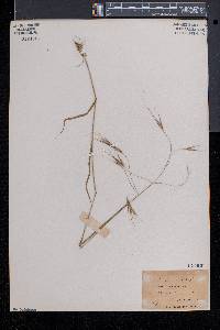 Bromus sterilis image