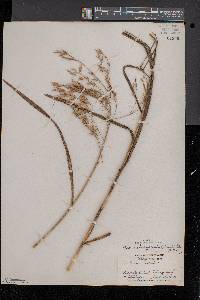 Bromus latiglumis image