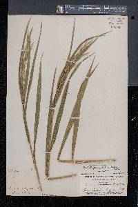 Bromus latiglumis image