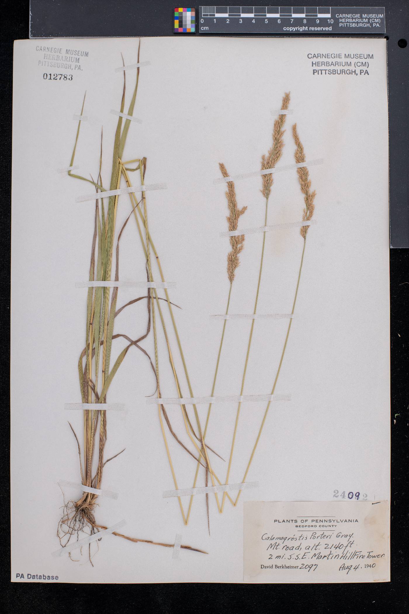 Calamagrostis porteri image