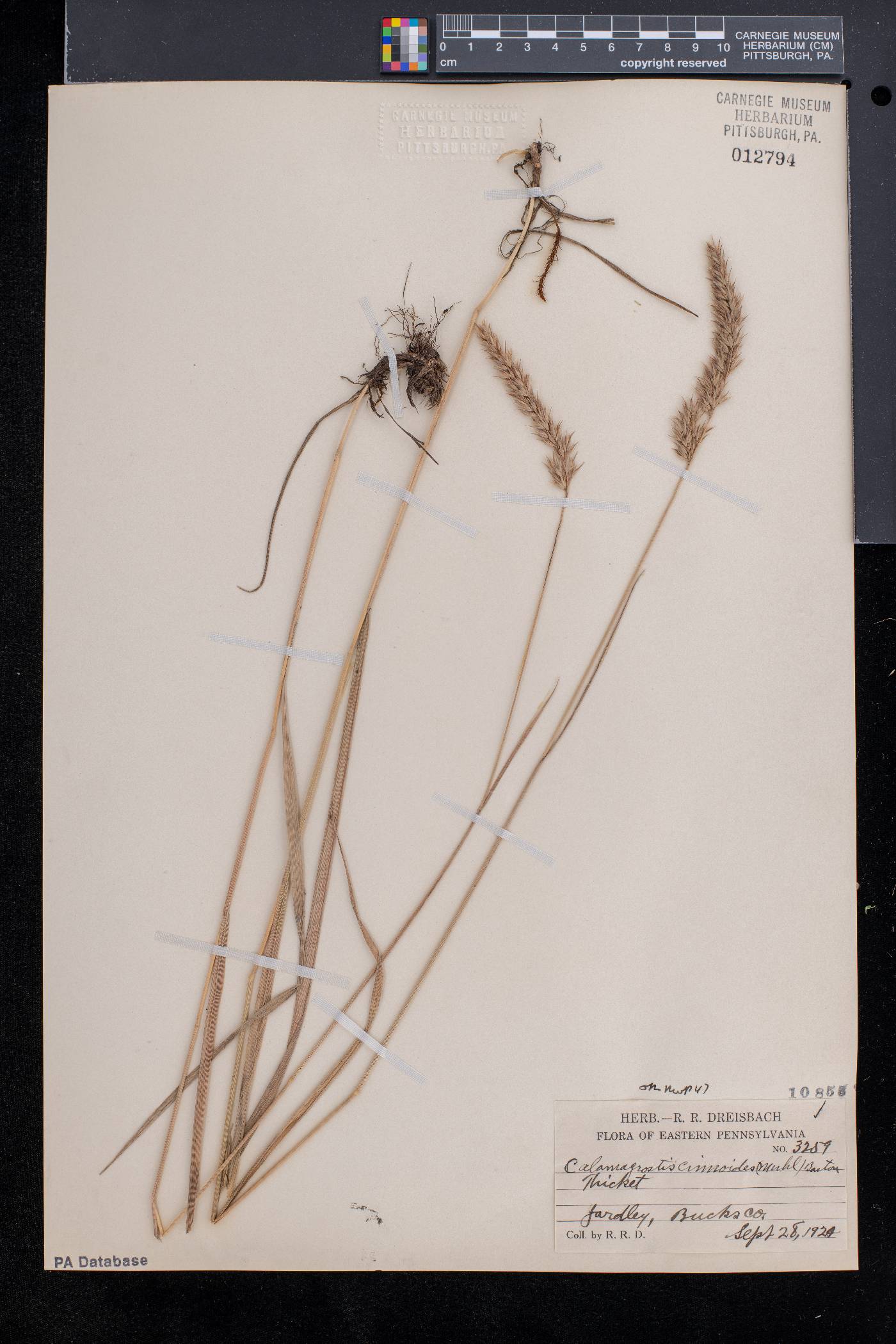 Calamagrostis cinnoides image