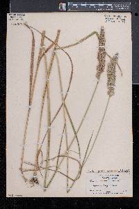 Calamagrostis cinnoides image