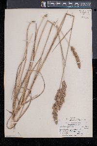 Calamagrostis cinnoides image