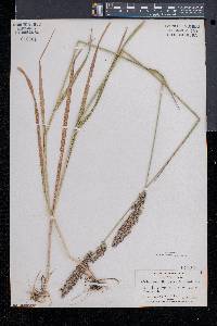 Calamagrostis cinnoides image