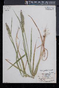 Calamagrostis cinnoides image