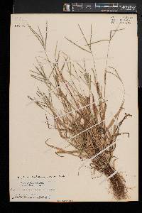 Digitaria ischaemum image