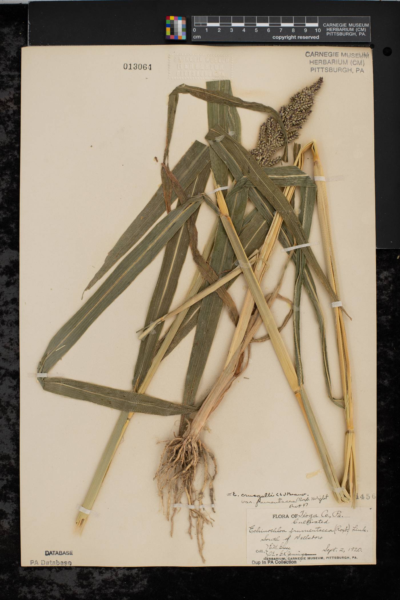 Echinochloa frumentacea image