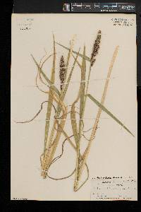 Echinochloa frumentacea image