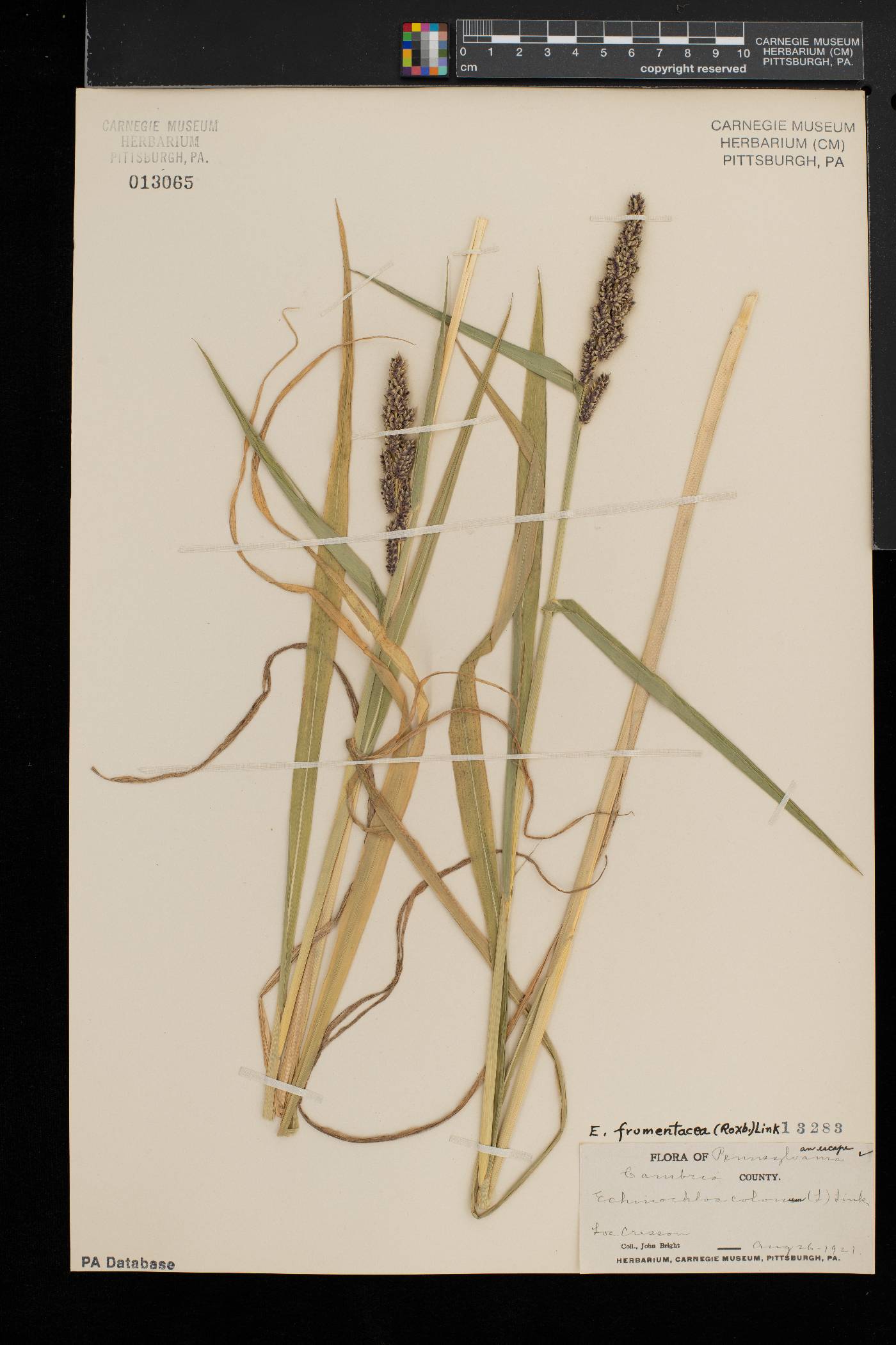 Echinochloa frumentacea image