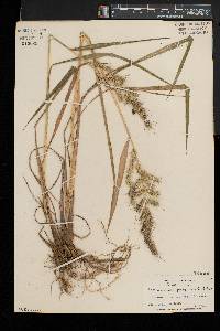 Echinochloa muricata var. muricata image