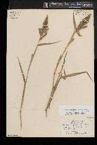 Echinochloa muricata var. microstachya image